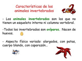 Características de los
animales invertebrados
- Los animales invertebrados son los que no
tienen un esqueleto interno ni columna vertebral.
-Todos los invertebrados son ovíparos. Nacen de
huevos.
- Aspecto físico variado: alargados, con patas,
cuerpo blando, con caparazón…
 