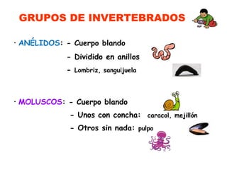 GRUPOS DE INVERTEBRADOS
• MOLUSCOS: - Cuerpo blando
- Unos con concha: caracol, mejillón
- Otros sin nada: pulpo
• ANÉLIDOS: - Cuerpo blando
- Dividido en anillos
- Lombriz, sanguijuela
 