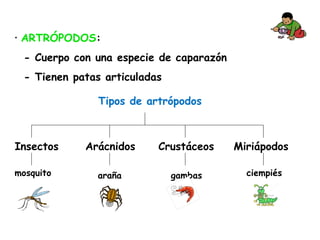 • ARTRÓPODOS:
- Cuerpo con una especie de caparazón
- Tienen patas articuladas
MiriápodosInsectos Arácnidos Crustáceos
mosquito araña gambas ciempiés
Tipos de artrópodos
 
