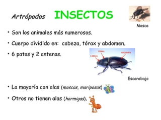 • Son los animales más numerosos.
• Cuerpo dividido en: cabeza, tórax y abdomen.
• 6 patas y 2 antenas.
• La mayoría con alas (moscas, mariposas)
• Otros no tienen alas (hormigas).
ArtrópodosArtrópodos INSECTOS
Mosca
Escarabajo
 