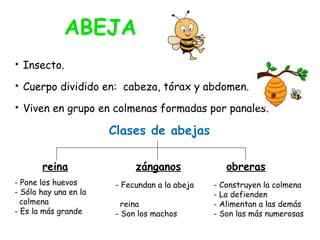 • Insecto.
• Cuerpo dividido en: cabeza, tórax y abdomen.
• Viven en grupo en colmenas formadas por panales.
Clases de abejas
ABEJA
reina obreraszánganos
- Pone los huevos
- Sólo hay una en la
colmena
- Es la más grande
- Fecundan a la abeja
reina
- Son los machos
- Construyen la colmena
- La defienden
- Alimentan a las demás
- Son las más numerosas
 