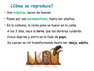 • Son ovíparas, nacen de huevos.
• Pasan por una metamorfosis, hasta ser adultas.
• En la colmena, la reina pone un huevo en la celda.
A los 3 días, nace la larva, que las obreras cuidarán.
Crece deprisa y entra en la fase de pupa.
Su cuerpo se irá transformando hasta ser abeja adulta.
¿Cómo se reproduce?
 