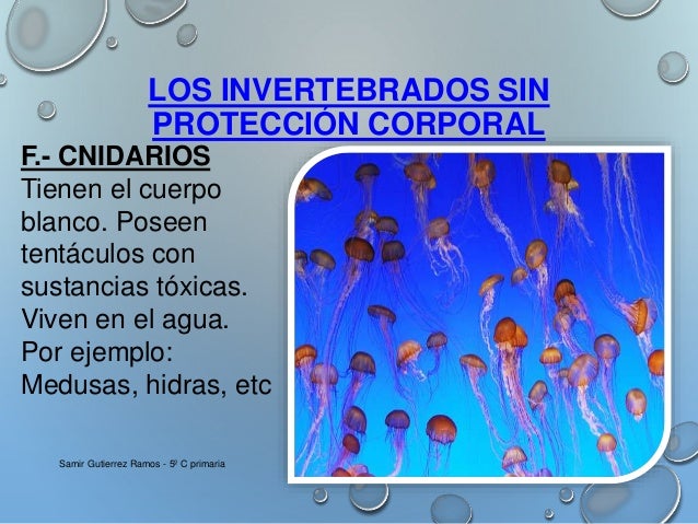 Vertebrados e invertebrados