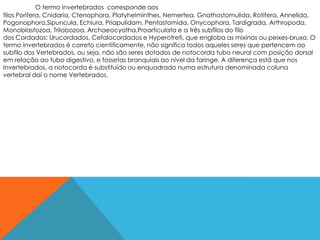O termo invertebrados corresponde aos
filos Porifera, Cnidaria, Ctenophora, Platyhelminthes, Nemertea, Gnathostomulida, Rotifera, Annelida,
Pogonophora,Sipuncula, Echiura, Priapulidam, Pentastomida, Onycophora, Tardigrada, Arthropoda,
Monoblastozoa, Trilobozoa, Archaeocyatha,Proarticulata e a três subfilos do filo
dos Cordados: Urucordados, Cefalocordados e Hyperotreti, que engloba as mixinas ou peixes-bruxa. O
termo invertebrados é correto cientificamente, não significa todos aqueles seres que pertencem ao
subfilo dos Vertebrados, ou seja, não são seres dotados de notocorda tubo neural com posição dorsal
em relação ao tubo digestivo, e fossetas branquiais ao nível da faringe. A diferença está que nos
Invertebrados, a notocorda é substituído ou enquadrado numa estrutura denominada coluna
vertebral daí o nome Vertebrados.
 