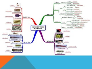Vertebrados e invertebrados 1003