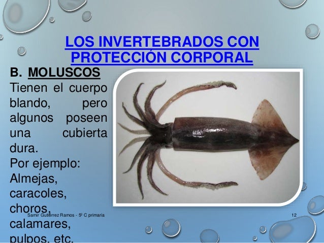 Vertebrados e invertebrados 3