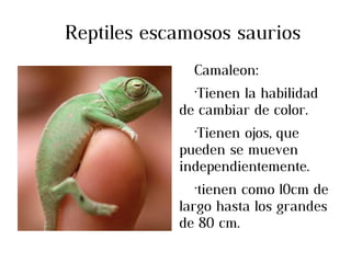 Reptiles escamosos saurios
              Camaleon:
              ·Tienen la habilidad
            de cambiar de color.
              ·Tienen ojos, que
            pueden se mueven
            independientemente.
               ·tienen como 10cm de
            largo hasta los grandes
            de 80 cm.
 