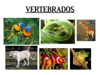 VERTEBRADOS
 