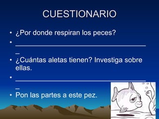 CUESTIONARIO ¿Por donde respiran los peces? __________________________________ ¿Cuántas aletas tienen? Investiga sobre ellas. __________________________________ Pon las partes a este pez. 