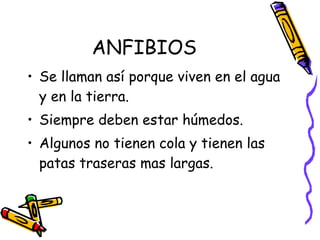 ANFIBIOS Se llaman así porque viven en el agua y en la tierra.  Siempre deben estar húmedos. Algunos no tienen cola y tienen las patas traseras mas largas. 