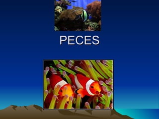 PECES 
