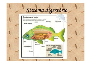 Sistema digestório
 