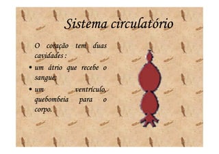 Sistema circulatório
  O coração tem duas
  cavidades :
• um átrio que recebe o
  sangue;
  sangue;
• um          ventrículo,
  quebombeia para o
  corpo.
  corpo.
 