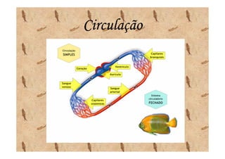Circulação
 