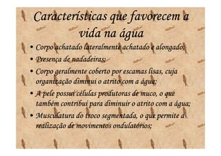 Características que favorecem a
          vida na água
• Corpo achatado lateralmente achatado e alongado;
• Presença de nadadeiras;
• Corpo geralmente coberto por escamas lisas, cuja
  organização diminui o atrito com a água;
• A pele possui células produtoras de muco, o que
  também contribui para diminuir o atrito com a água;
• Musculatura do troco segmentada, o que permite a
  realização de movimentos ondulatórios;
 