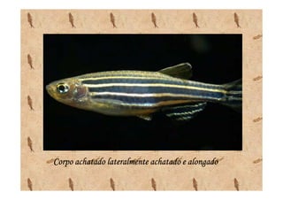 Corpo achatado lateralmente achatado e alongado
 