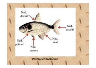 Presença de nadadeiras
 