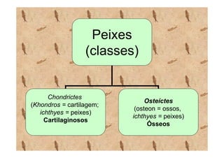 Peixes
                  (classes)


      Chondrictes
                               Osteíctes
(Khondros = cartilagem;
                           (osteon = ossos,
   ichthyes = peixes)
                          ichthyes = peixes)
     Cartilaginosos
                                Ósseos
 