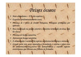 Peixes ósseos
•   Mais abundantes – 95% das espécies;
                        95%      espécies;
•   Esqueleto predominantemente ósseo;
                                   ósseo;
•   Presença de 4 pares de fendas brânquias, brânquias protegidas por
    opérculo;
    opérculo;
•   Boca localizada na porção anterior e intestino terminado em ânus; não
                                                                  ânus;
       cloaca;
    há cloaca;
•                      natatória;
    Presença de bexiga natatória;
•                       natatória;
    Apresentam bexiga natatória;
•   A alimentação é variável:há espécies carnívoras,herbívoras e onívoras;
                    variável:                                    onívoras;
•   Grande parte tem sexos separados,a fecundação é externa e põem ovos
    no ambiente(ovíparos),outros são hemarfroditas e existem espécies
    ovovivíparas que liberam seus filhotes já formados.
                                              formados.
 
