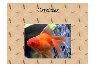 Osteíctes
 