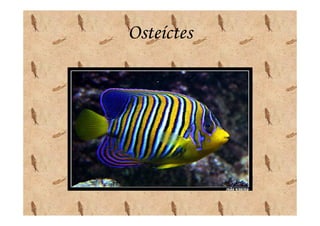 Osteíctes
 