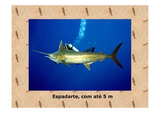 Espadarte, com até 5 m
 