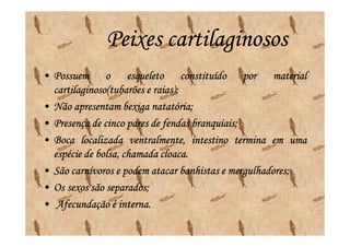 Peixes cartilaginosos
• Possuem o esqueleto constituído por material
                            raias);
  cartilaginoso(tubarões e raias);
• Não apresentam bexiga natatória;
                            natatória;
• Presença de cinco pares de fendas branquiais;
                                      branquiais;
• Boca localizada ventralmente, intestino termina em uma
                              cloaca.
  espécie de bolsa, chamada cloaca.
• São carnívoros e podem atacar banhistas e mergulhadores;
                                              mergulhadores;
• Os sexos são separados;
               separados;
• Afecundação é interna.
                   interna.
 
