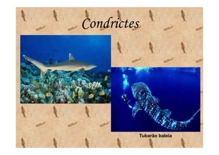 Condrictes




             Tubarão baleia
 