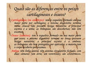 Quais são as diferenças entre os peixes
         cartilaginosos e ósseos?
Cartilaginosos (ou condríctes): tem o esqueleto formado em sua
                    condríctes)
                      cartilagens;
  maior parte por cartilagens; o sistema disgestório termina
  numa cloaca; não possuem bexiga natatória; a principal
          cloaca;                        natatória;
                 uréia;                   descobertas;
  excreta é a uréia; as brânquias são descobertas; não têm
  escamas.
  escamas.
       (osteíctes):
Ósseos (osteíctes): tem o esqueleto formado em sua maior parte
       ossos;                                    ânus;
  por ossos; o sistema digestório termina no ânus; possuem
            natatória;
  bexiga natatória; a principal excreta á a amônia;      amônia;
  as brânquias são bem protegidas por opérculos; a maioria tem
                                        opérculos;
                         escamas.
  o corpo recoberto por escamas.
Ambos:
Ambos: têm linha lateral, têm sistema circulatório fechado, com
                                                    ectotérmicos.
  duas câmaras (um átrio, um ventrículo), são ectotérmicos.
 