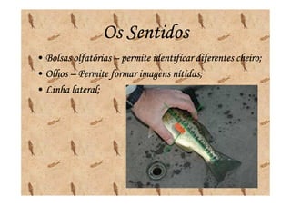 Os Sentidos
• Bolsas olfatórias – permite identificar diferentes cheiro;
• Olhos – Permite formar imagens nítidas;
• Linha lateral;
 