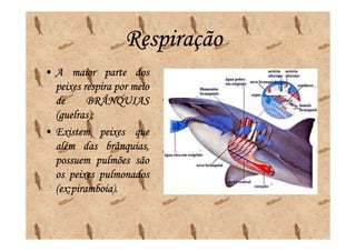 Respiração
• A maior parte dos
  peixes respira por meio
  de      BRÂNQUIAS
  (guelras);
  (guelras);
• Existem peixes que
  além das brânquias,
  possuem pulmões são
  os peixes pulmonados
  (ex:piramboia).
  (ex:piramboia
 