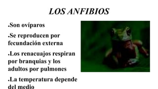 LOS ANFIBIOS
●Son ovíparos
●Se reproducen por
fecundación externa
●Los renacuajos respiran
por branquias y los
adultos por pulmones
●La temperatura depende
del medio