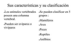 Sus características y su clasificación
●Los animales vertebrados
poseen una columna
vertebral.
●Pueden ser ovíparos o
vivíparos
●Se pueden clasificar en 5
grupos :
●Mamíferos
●Aves
●Peces
●Reptiles
●Anfibios
