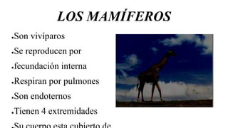 LOS MAMÍFEROS
●Son vivíparos
●Se reproducen por
●fecundación interna
●Respiran por pulmones
●Son endoternos
●Tienen 4 extremidades