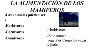 LA ALIMENTACIÓN DE LOS
MAMíFEROS
●Los animales pueden ser
:
●Herbívoros
●Carnívoros
●Omnívoros
●Herbívoros:
●Solo comen
vegetales.Como los vacas
y jiafas