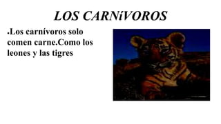 LOS CARNíVOROS
●Los carnívoros solo
comen carne.Como los
leones y las tigres