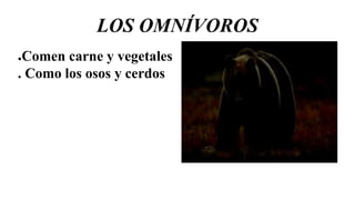 LOS OMNÍVOROS
●Comen carne y vegetales
. Como los osos y cerdos