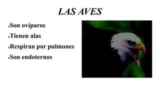 LAS AVES
●Son ovíparos
●Tienen alas
●Respiran por pulmones
●Son endoternos