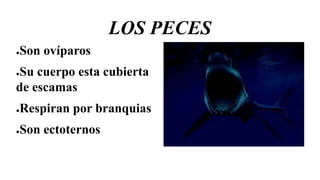 LOS PECES
●Son ovíparos
●Su cuerpo esta cubierta
de escamas
●Respiran por branquias
●Son ectoternos