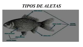TIPOS DE ALETAS