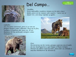 Del Campo…
                                                                               más
                                                                             mamíferos


                             Ardillas
                             Estos adorables roedores tienen en los pies cinco
                             dedos, pero en las manos solo cuatro… rara vez se
                             dejan ver, son muy rápidas y ágiles.




Caballos
Les encanta curiosear, pero si se ven en
peligro huyen como cobardes. Pero no te fíes,
siempre te podrán dar una coz. El ser
humano los ha utilizado siempre como
transporte.




                                  Osos
                                  En invierno no los verás, porque esperan encerrados
                                  en sus madrigueras a que llegue el buen tiempo.
                                  Poseen un olfato espectacular, para oler su comida a
                                  muchos kilómetros de distancia.
 