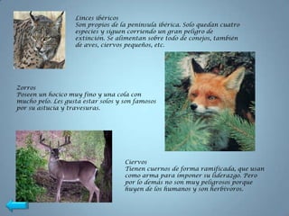 Linces ibéricos
                   Son propios de la península ibérica. Solo quedan cuatro
                   especies y siguen corriendo un gran peligro de
                   extinción. Se alimentan sobre todo de conejos, también
                   de aves, ciervos pequeños, etc.




Zorros
Poseen un hocico muy fino y una cola con
mucho pelo. Les gusta estar solos y son famosos
por su astucia y travesuras.




                                    Ciervos
                                    Tienen cuernos de forma ramificada, que usan
                                    como arma para imponer su liderazgo. Pero
                                    por lo demás no son muy peligrosos porque
                                    huyen de los humanos y son herbívoros.
 