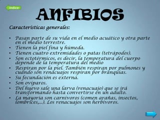 índice

           ANFIBIOS
Características generales:

• Pasan parte de su vida en el medio acuático y otra parte
  en el medio terrestre.
• Tienen la piel fina y húmeda.
• Tienen cuatro extremidades o patas (tetrápodos).
• Son ectotérmicos, es decir, la temperatura del cuerpo
  depende de la temperatura del medio
• Respiran por la piel. También respiran por pulmones y
  cuando son renacuajos respiran por branquias.
• Su fecundación es externa.
• Son ovíparos.
• Del huevo sale una larva (renacuajo) que se irá
  transformando hasta convertirse en un adulto.
• La mayoría son carnívoros (comen arañas, insectos,
  lombrices,...). Los renacuajos son herbívoros.
 
