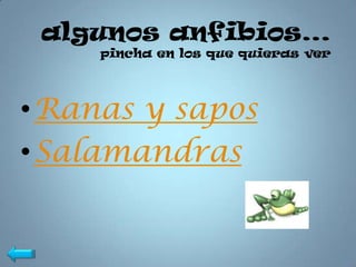 algunos anfibios…
    pincha en los que quieras ver




•Ranas y sapos
•Salamandras
 