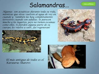 Salamandras…             más anfibios



Algunas son acuáticas durante toda su vida,
mientras que otras vuelven al agua de vez en
cuando y ´también las hay completamente
terrestres cuando son adultas. Se parecen
mucho a los lagartos, pero no tienen escamas
como ellos. Si pierden alguna parte de su
cuerpo, les vuelve a salir, ¡las regeneran!




  El más antiguo de todos es el
  Karaurus Sharovi
 