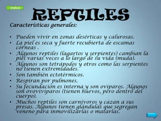 índice

         REPTILES
Características generales:

• Pueden vivir en zonas desérticas y calurosas.
• La piel es seca y fuerte recubierta de escamas
  córneas .
• Algunos reptiles (lagartos y serpientes) cambian la
  piel varias veces a lo largo de su vida (muda).
• Algunos son tetrápodos y otros como las serpientes
  no tienen extremidades.
• Son también ectotérmicos.
• Respiran por pulmones.
• Su fecundación es interna y son ovíparos. Algunos
  son ovovivíparos (tienen huevos, pero dentro del
  cuerpo).
• Muchos reptiles son carnívoros y cazan a sus
  presas. Algunos tienen glándulas que segregan
  veneno para inmovilizarlas o matarlas.
 