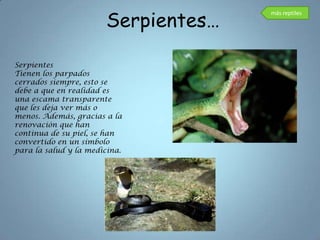 Serpientes…
                                     más reptiles




Serpientes
Tienen los parpados
cerrados siempre, esto se
debe a que en realidad es
una escama transparente
que les deja ver más o
menos. Además, gracias a la
renovación que han
continua de su piel, se han
convertido en un símbolo
para la salud y la medicina.
 