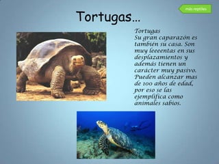 Tortugas…
                        más reptiles




        Tortugas
        Su gran caparazón es
        también su casa. Son
        muy leeeentas en sus
        desplazamientos y
        además tienen un
        carácter muy pasivo.
        Pueden alcanzar mas
        de 100 años de edad,
        por eso se las
        ejemplifica como
        animales sabios.
 