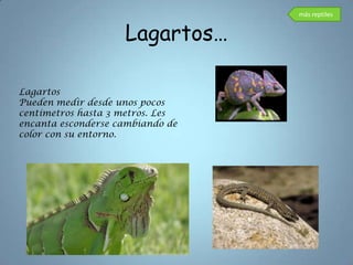 más reptiles


                    Lagartos…

Lagartos
Pueden medir desde unos pocos
centímetros hasta 3 metros. Les
encanta esconderse cambiando de
color con su entorno.
 