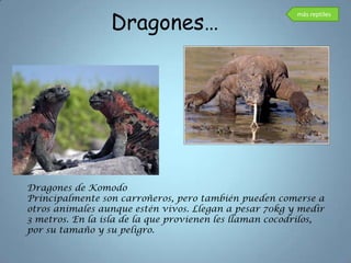 Dragones…
                                                         más reptiles




Dragones de Komodo
Principalmente son carroñeros, pero también pueden comerse a
otros animales aunque estén vivos. Llegan a pesar 70kg y medir
3 metros. En la isla de la que provienen les llaman cocodrilos,
por su tamaño y su peligro.
 